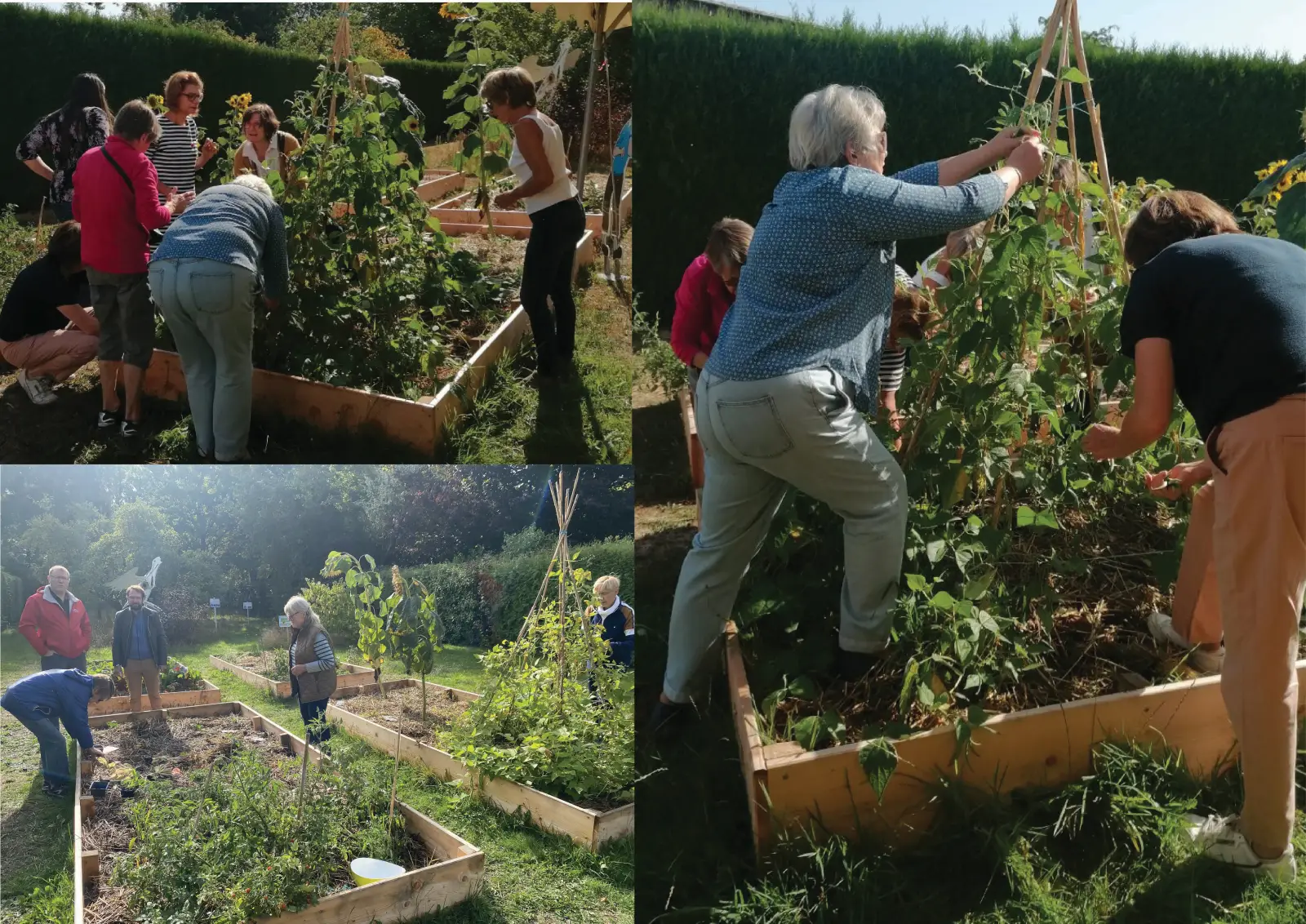 Carrés potagers dans le jardin de la médiathèque