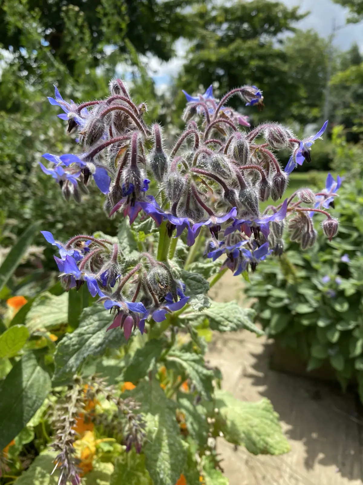 Fleurs de bourrache au jardin