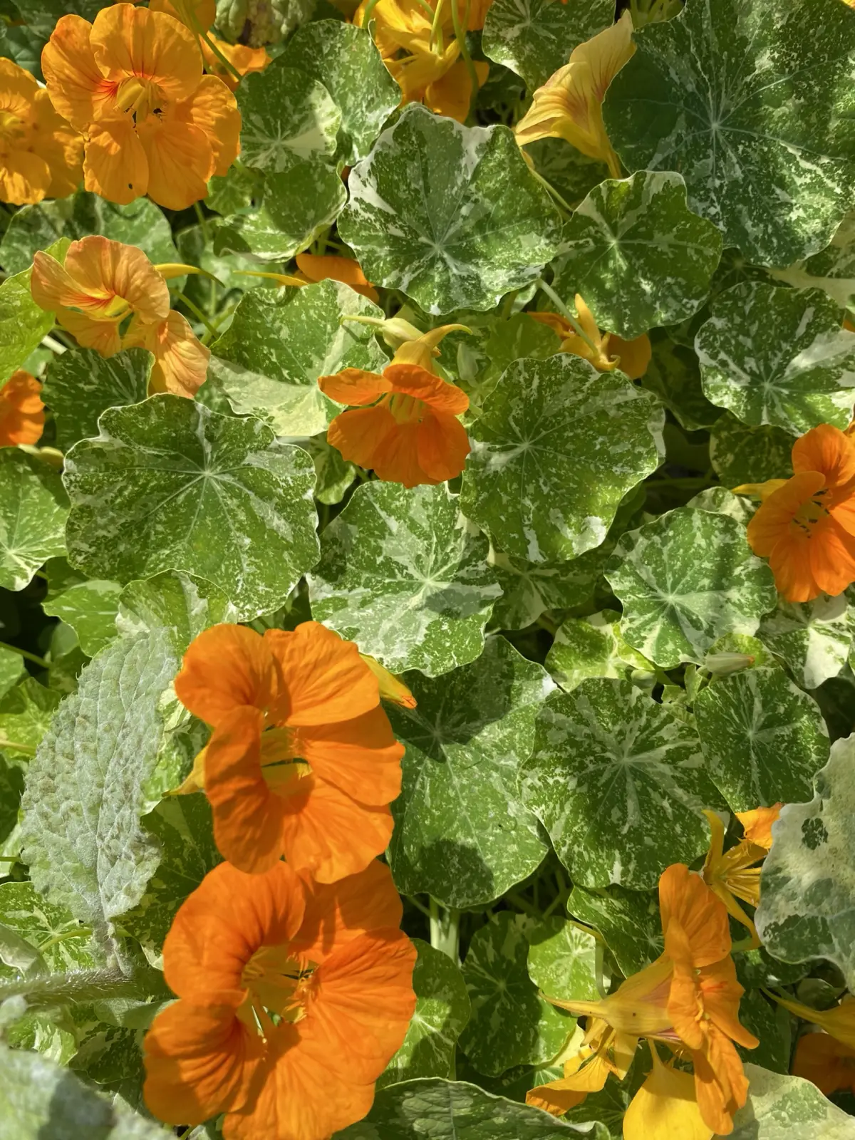 Fleurs du jardin