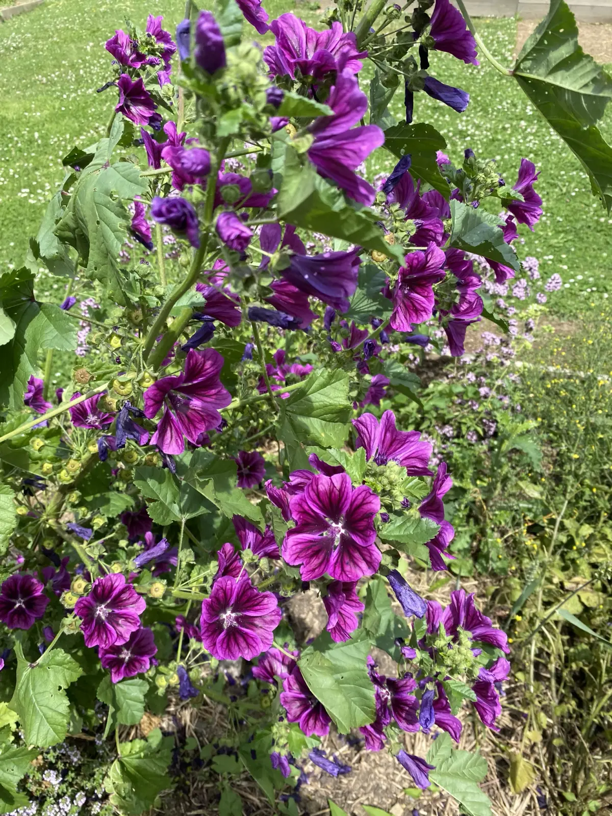 Fleurs et plantes aromatiques du jardin