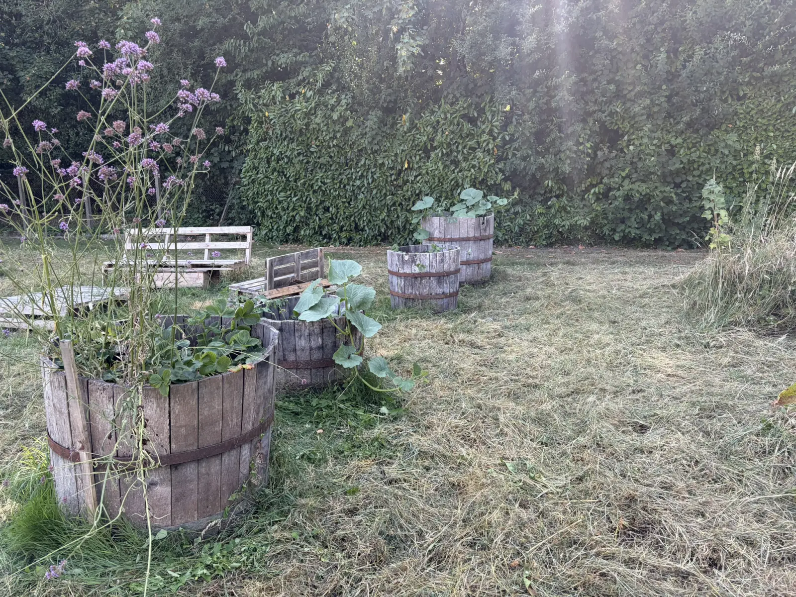 Le jardin API Potager